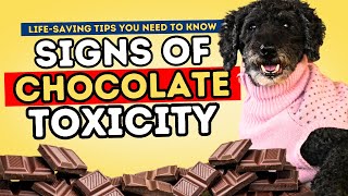 Chocolate Poisoning in Dogs: How to Recognize and What to Do