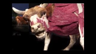 167-Flesh Sacrifice is Unholy