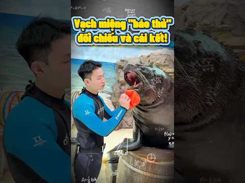 Khám răng sư tử biển tìm hung thủ cắn bóng rách! 🤣🤣