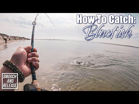 Fishing Surf for Bluefish Tips