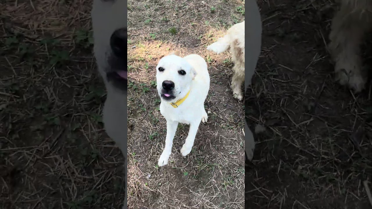 Enlarge Sasha, an adopted mixed breed in Chicago, IL video 4/4