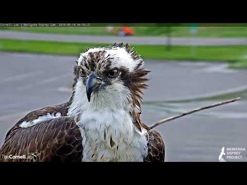Hellgate Osprey Iris