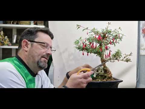 Fuchsia bonsai in for some trimming