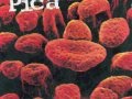 Pica - Uncoordinated Universal Time