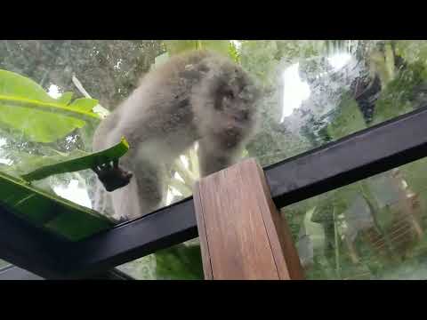 Bali Ubud Best Hotel At Monkey Forest