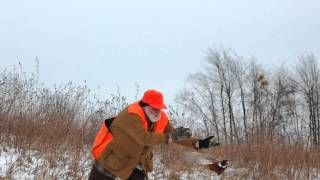 preview picture of video 'Carrollton Pheasant Preserve Hunt'