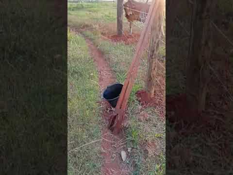 No.norte do Paraná, Centenário do Sul #parana #fazenda