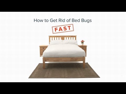 How to Get Rid Of Bed Bugs - Rentokil Pest Control UK