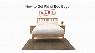 How to Get Rid Of Bed Bugs - Rentokil Pest Control UK