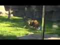 Lions Walk All Over Bears At Detroit Zoo