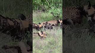 Leopard Paralyzes Wild Dog as the Pack Fights Back