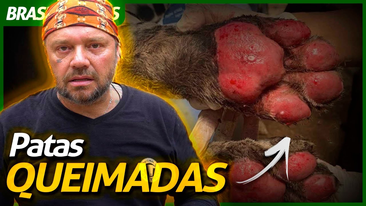 QUEIMADAS ATÉ O OSSO, O RESGATE DAS ONÇAS-PINTADAS NO PANTANAL! | RICHARD RASMUSSEN