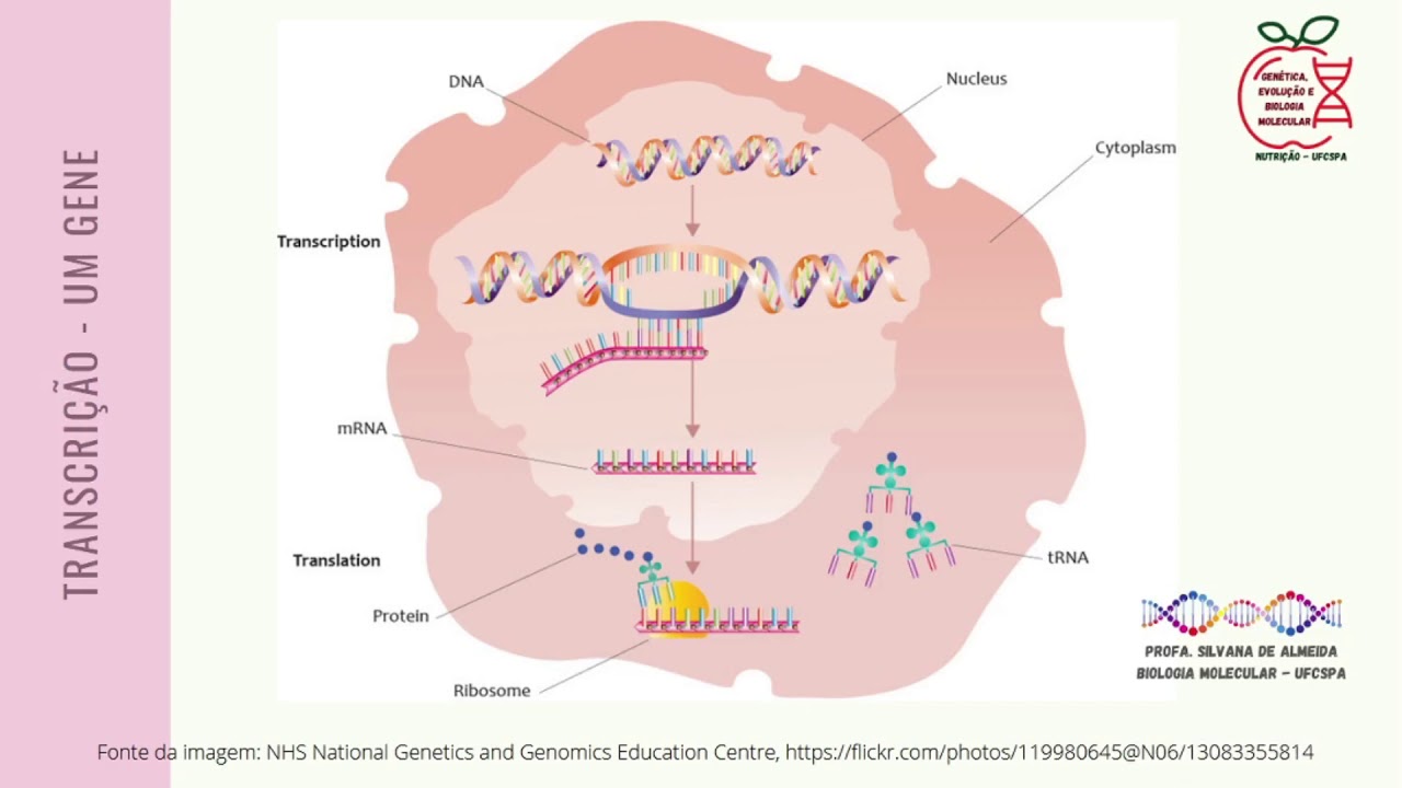 Aula de transcrição e processamento de RNA