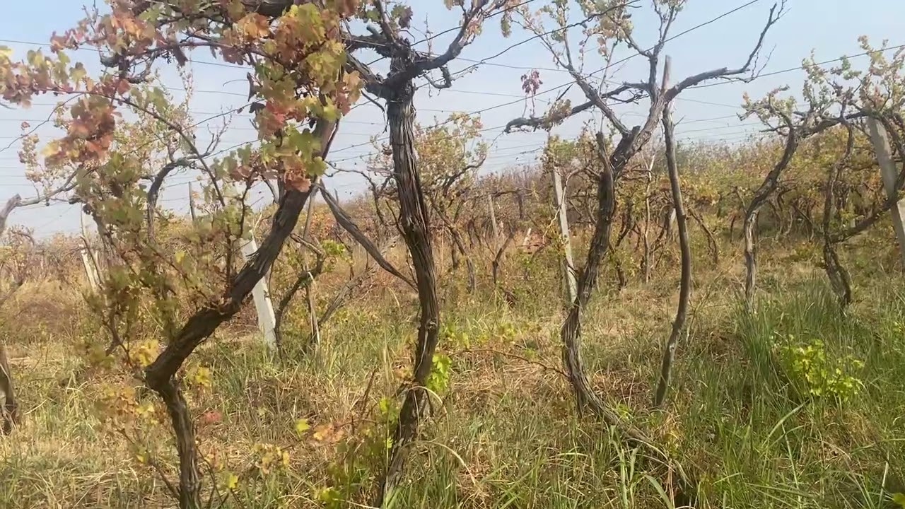 تربية النحل في الشتاء تحتاج الى حسابات ودقة في المتابة والعمل 