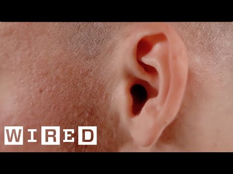 実は”役立たず”な体の部位は？進化生物学者が解説   | WIRED Japan