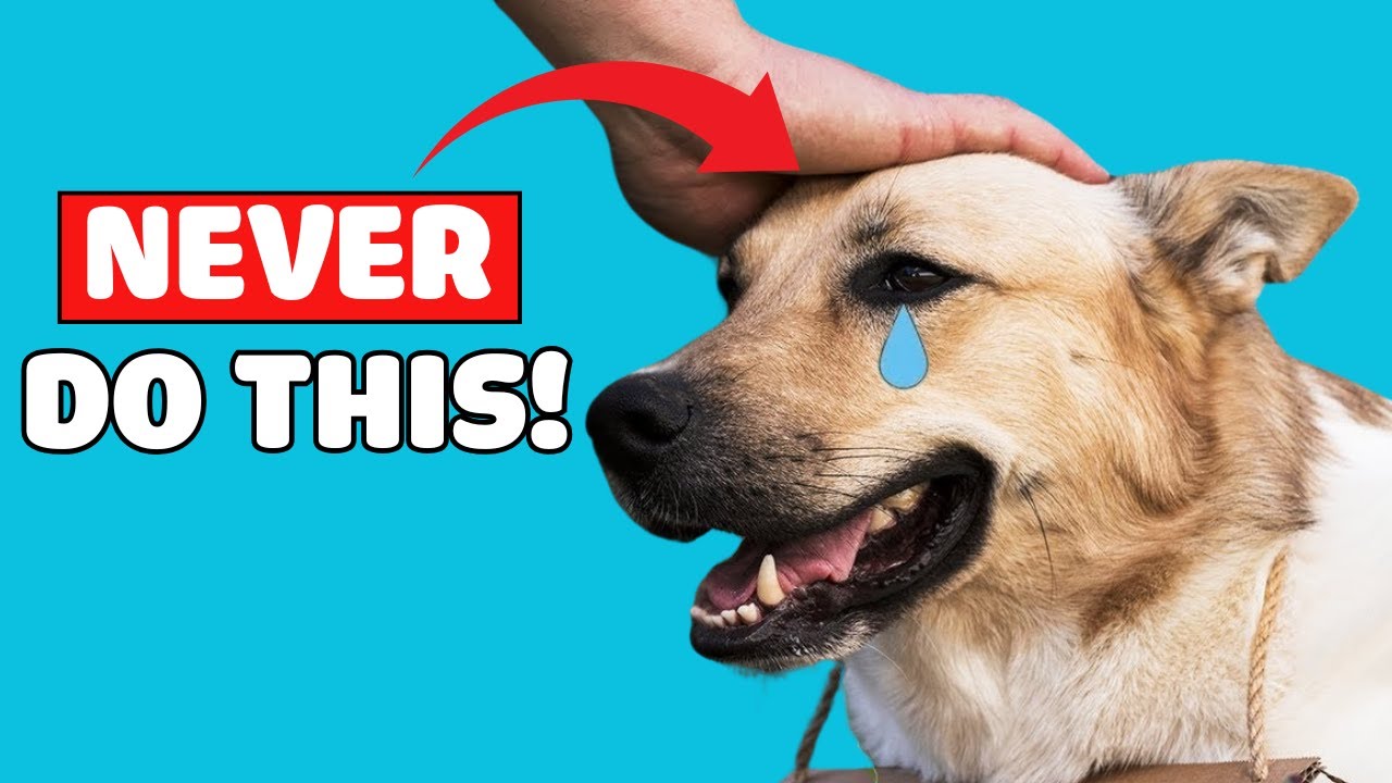 🚫 STOP Petting Your Dog's Head! 🐶 This Is What They Really Want! ✅