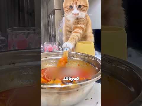 قطتك شيفاك قطة كبيره وغبية