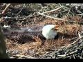 Do Eagles Sneeze Duke Farms Eagle Cam 2011