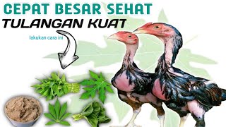 Download lagu 4 TYPES OF LEAVES FOR CHICKEN FEED SO THEY GROW QUICKLY AND BE HEALTHY mp3