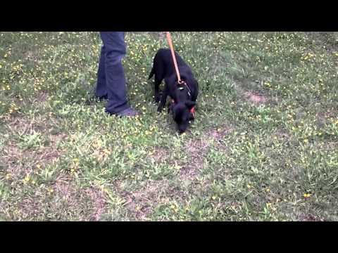 Calista VA, an adopted Black Labrador Retriever in Lytle, TX_image-1