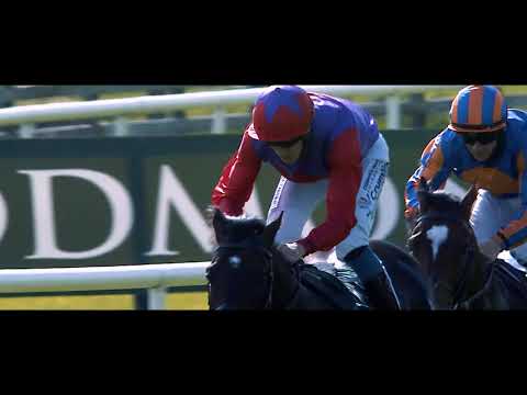 ROMANISED . Al Shaqab Stallions . New in 2021