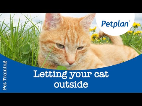 How To Let Your Cat Outside For The First Time | Petplan