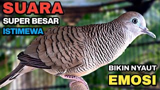 Download lagu Perkutut Lokal Gacor Suara Kung Besar Pancingan Burung Perkutut Agar Bunyi. mp3