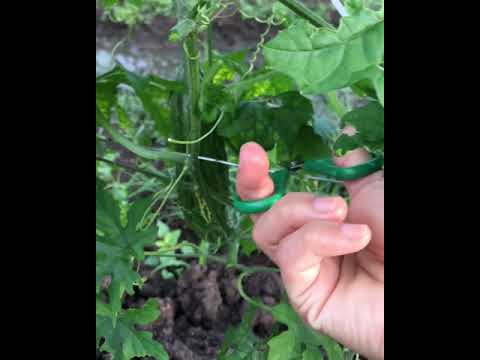 PRONING BITTER GOURD GARDEN |Virgie Ursal