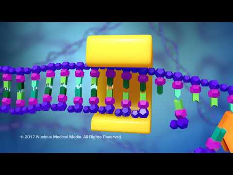 DNA and RNA - DNA Replication