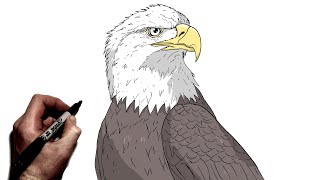 How To Draw A Bald Eagle | Step BY Step
