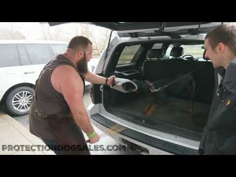 Cheese Head Doberman "Gouda" 9 Mo's Car Agitation @protectiondogsalesPDS Home Raised Family Security