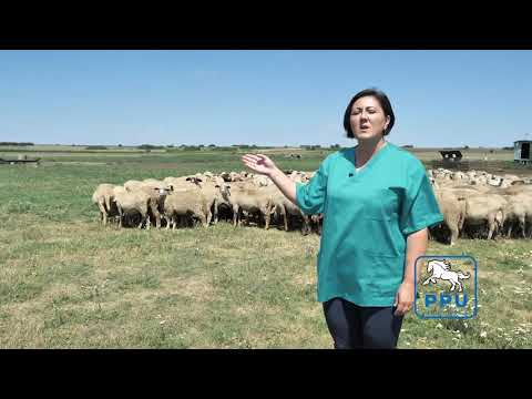 Prezentare Chirița Arșinica Andreea, candidat primaria Cuza Vodă