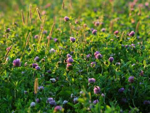 Apelsin - Kodu ja ristikhein