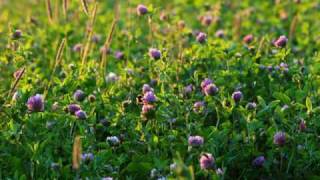 Music video thumbnail preview for Apelsin - Kodu ja ristikhein by Apelsin