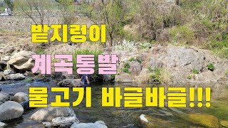 청정계곡 밭지렁이 계곡통발 설취후 결과는!!! 고급어종 잡혔네!!!