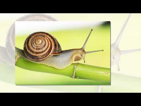 Vine melcul supărat (cantece copiii).avi