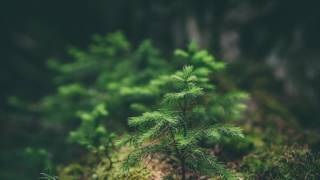 ☔️ Throat Chakra Tibetan Bowls | Ambient Rain Sounds Relaxing Mediation | Aura Cleansing