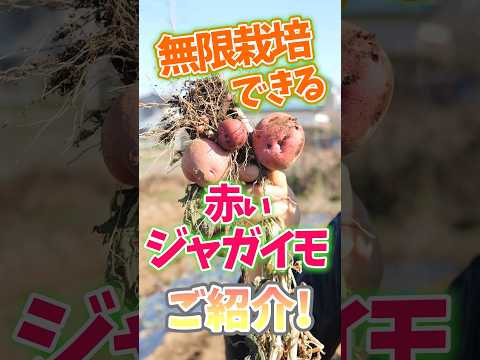 2024 年のジャガイモの植え付け時期は?成功のためのすべてのアドバイス  庭園