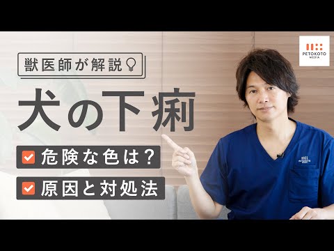 高齢犬の下痢 – 原因と対処法