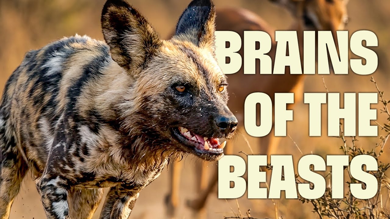 Inside the Minds of the World’s Smartest Animals | FULL DOCUMENTARY | Wildest Survival