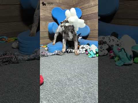 Video 1
