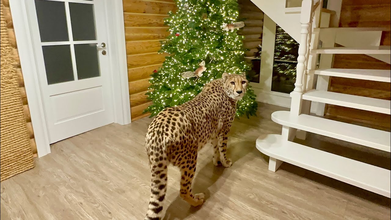 Герда пришла проверить украшенную новогоднюю ёлку! Месси обалдел от такой в?