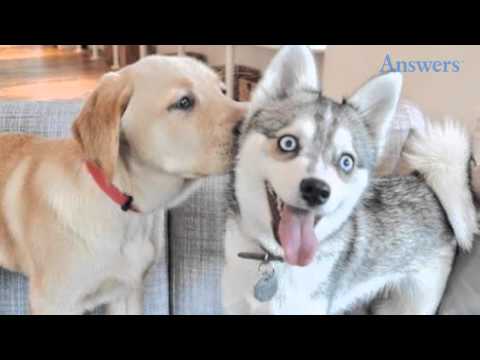 This Cute Puppy Is Obviously Very Excited About His First Kiss From His Girlfriend