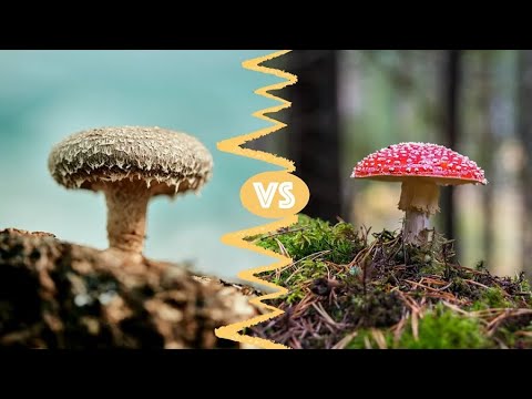 Mushrooms vs. Toadstools: What’s the Difference?