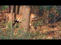 Tiger Hunting Deer