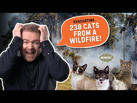 I Evacuated 230 Cats in Under 2 Hours! | Disaster Preparedness Challenge