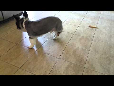 download lagu mp3 mp4 Corgi Signs, download lagu Corgi Signs gratis, unduh video klip Corgi Signs