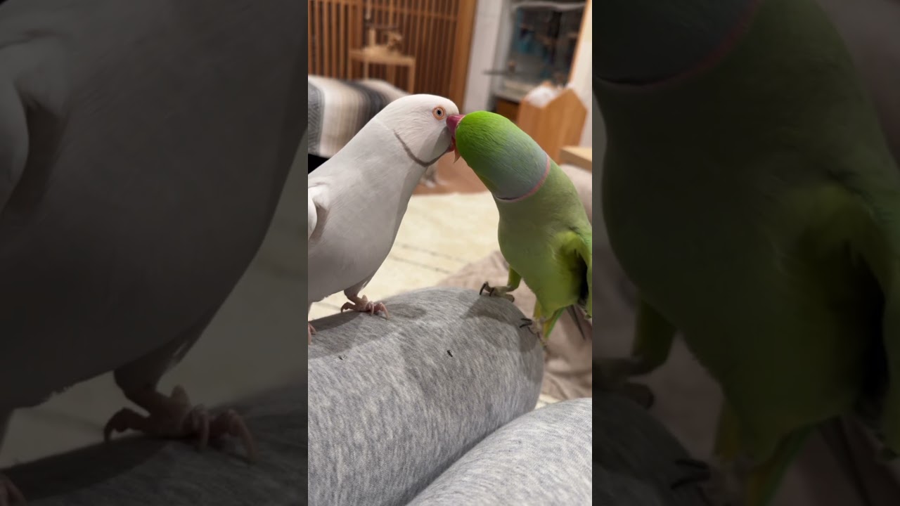 金曜から夜更かしのおへんたいちゃんたち #ワカケホンセイインコ #インコ