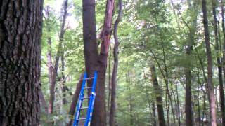 preview picture of video 'Cutting large oak limb from tree.'