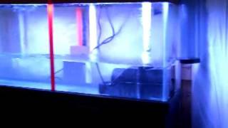 Part 2 - Showing the sump to my pregnant wife and kids.